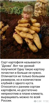 Сорт картошки дрова фото фото