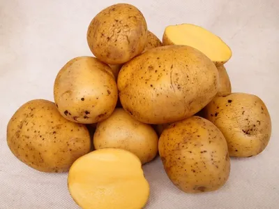 Сорт картошки гала фото фотографии