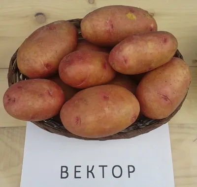 Какие сорта картофеля дают самый ранний и вкусный урожай | НПО «Сады  России» — когда сад в удовольствие! | Дзен