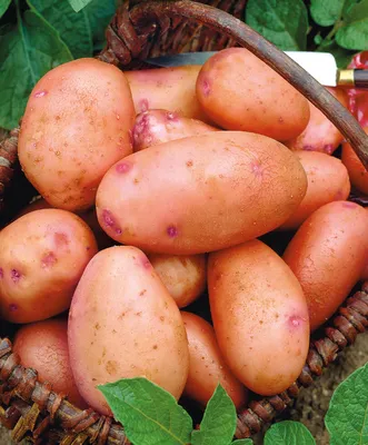 Домашний картофель(картошка )сорт Гала 80296036301, цена 0.45 р. купить в  Минске на Куфаре - Объявление №172091558