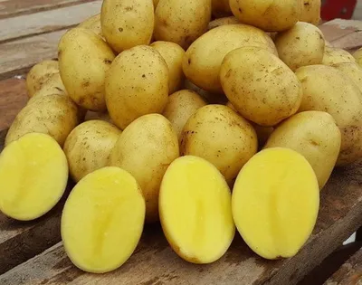 Картофель сорт Гала - «Картофель Гала обосновался в нашем огороде! Описание  сорта, характеристики, вкусовые качества. Фото» | отзывы