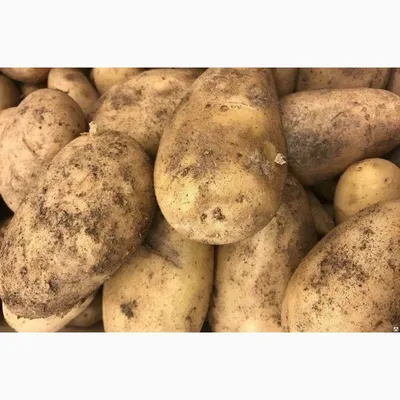 Лучшие сорта картофеля: фото и описание