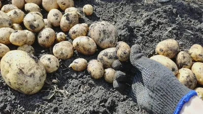 Суперранние сорта картофеля: виды и сорта - Agro-Market24