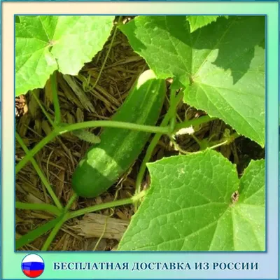 Огурец Засолочный - Среднеспелый, пчёлоопыляемый