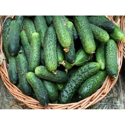 Семена ПОИСК Огурец Засолочный (ОГ) – купить онлайн, каталог товаров с  ценами интернет-магазина Лента | Москва, Санкт-Петербург, Россия