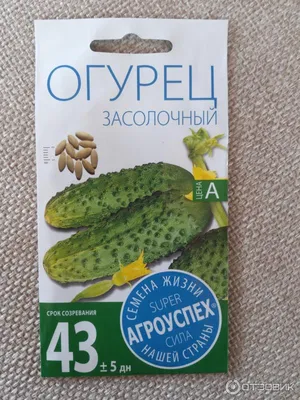 Купить Семена - Огурец Засолочный, 15 шт. ❱❱ ТД Дарвин ❰❰❰