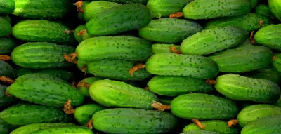 Купить Семена Огурец Засолочный 0,5г Гавриш 00040007843 за 27руб.  |Garden-zoo.ru