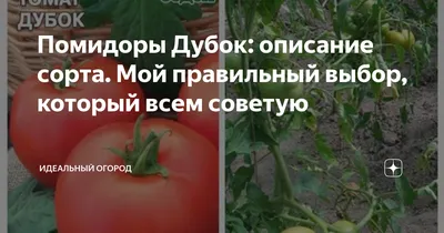 Помидоры Дубок: описание сорта. Мой правильный выбор, который всем советую  | Идеальный огород | Дзен