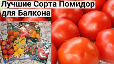 Делаю Обзор Новых Сортов Томатов. Крупные, урожайные и сладкие. Огород на  балконе 2023. | Выращивание томатов, Огород, Выращивание помидоров