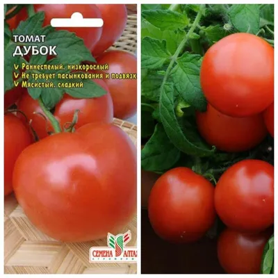 🌱 Томат (Помидор) обыкновенный Хурма по цене от 130 руб: рассада, саженцы,  семена - купить в Москве с доставкой - интернет-магазин Все Сорта