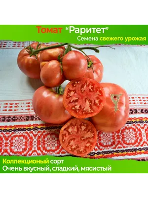 Томат дубок | Сравнить цены и купить на Prom.ua