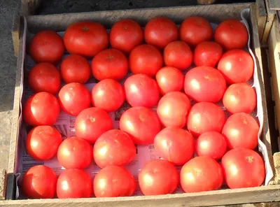 Как правильно подобрать сорт томатов - GreenMarket