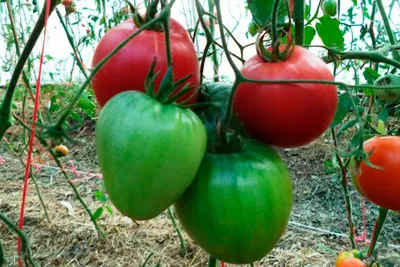Томат Фатима семена купить ( детерминантный, ранний) GL Seeds, цена в  интернет-магазине Супермаркет Семян