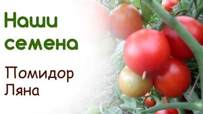 Томаты с именами прекрасного пола. С праздником весны, дорогие Женщины |  Дневник активных пенсионеров | Дзен