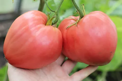 Томат Фатима: ОТЗЫВЫ (26), фото, урожайность, описание и характеристика |  tomatland.ru