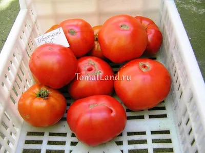 Томат Экстрим 100 шт (низкорослый) ТМ Солнечный март: продажа, цена в  Полтавской области. Семена и рассада овощных культур от \"Miy shop\" -  1718478578