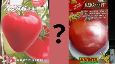 Самые достойные, высокоурожайные томаты. Мазарини — сорт или гибрид |  Огородник из Сибири | Дзен
