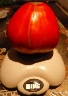 Описание сорта томата Мазарини - как выращивать, когда сеять