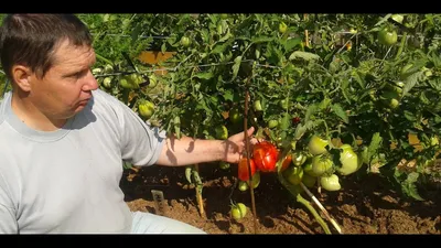 Отзыв о Семена томата Коллекция Валерия Медведева \"Мазарини\" | Отличный сорт  с сердечными плодами.