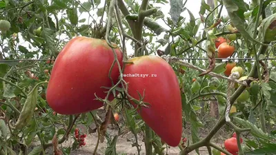 25 лучших сортов томатов для теплиц: описание, фото, отзывы, характеристика  самых урожайных и сладких сортов