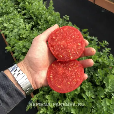 Семена МОНГОЛ КАРЛИК ^(0,05г) - купить семена томата Монгольский Карлик в  Москве, доставка по России - интернет-магазин: цена оптом, в розницу