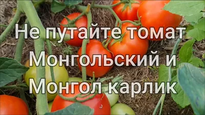 Купить Семена Томат Монгол карлик 10шт Агрофирма Партнер недорого по цене  74руб.|Garden-zoo.ru