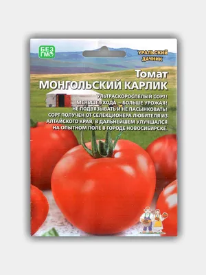 Проверенный сорт томатов - Монгольский карлик