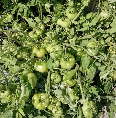 Продукция - Агрофирма «Наш Сад»