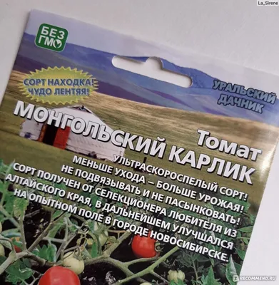 Томат Монгольский карлик • Описание, ОТЗЫВЫ(19), фото, семена, купить |  Томат32
