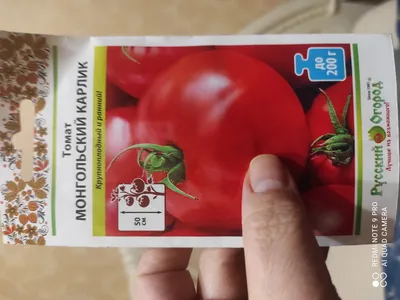 Семена томат \"Монгольский карлик\" купить по цене 159 ₽ в интернет-магазине  KazanExpress