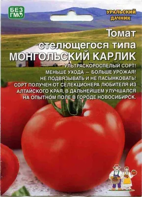 Томат монгольский карлик или монгол карлик. | Люсин сад | Дзен