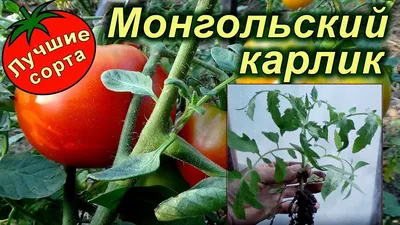 Купить семена Томат Монгольский карлик (Северяне) в интернет-магазине  недорого с доставкой - Интернет-магазин «СЕМЕНА ТУТ»