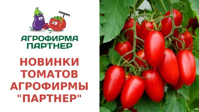 СЕМЕНА ТОМАТА МОНГОЛЬСКИЙ КАРЛИК (Лучшие сорта томатов) - YouTube