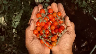🍅 Монгол карлик 😊👍 Творческий беспорядок, который вы наблюдаете на этой  грядке и за который к нам нередко.. | ВКонтакте