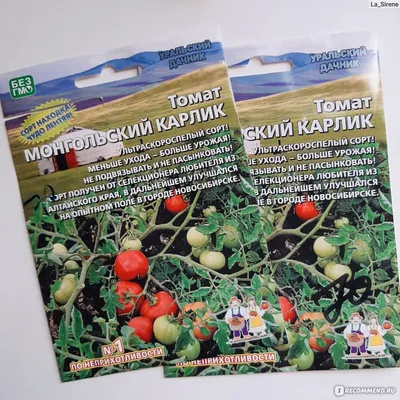ТОМАТ ДЛЯ ЛЕНИВЫХ: где купить семена томата Монгольский карлик?