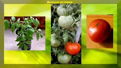 Семена Томат МОНГОЛ КАРЛИК, 0.05г АГРОФИРМА ПАРТНЕР 10619777 купить за 142  ₽ в интернет-магазине Wildberries