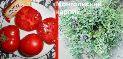 Семена томат Русский огород Монгольский карлик 309360 1 уп. -  характеристики и описание на Мегамаркет