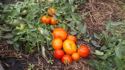Томат Монгольский карлик, 20 шт., купить в интернет магазине Seedspost.ru