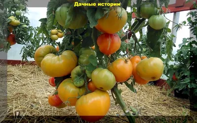 Как новичку сориентироваться в море сортов томатов? Попробуем наметить  линию поисков | Дачная фанатка | Дзен