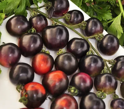 🌱 Томат (Помидор) обыкновенный Черная гроздь по цене от руб: - купить в  Москве с доставкой - интернет-магазин Все Сорта