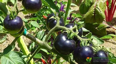 Лучшие сорта черных помидоров: сахаристые, мясистые, неприхотливые | Наша  Дача | Дзен
