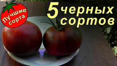 Черные томаты (лучшие сорта томатов) - YouTube