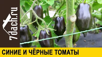 Томат Нуар де Крим: описание сорта, цены, семена - NEWAGRO.BY