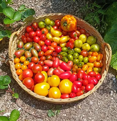 Новосибирские ученые вывели черные помидоры со вкусом манго и  огурцы-альбиносы - KP.RU