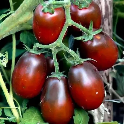 Самые вкусные сорта черных томатов: неприхотливые и урожайные | Наша Дача |  Дзен