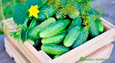 Какой сорт огурцов самый урожайный - Agro-Market24