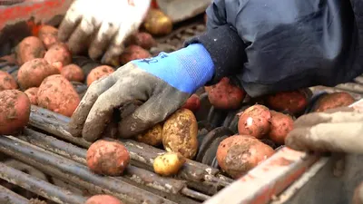 Ученые вывели новый сорт картофеля для функционального питания:  Пресс-релизы: Облгазета