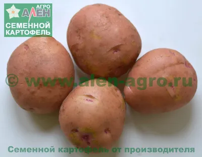 Когда сажать картошку, как избавиться от проволочника и колорадского жука  перед посадкой: лучшие сорта картофеля, удобрения - 15 апреля 2023 - НГС