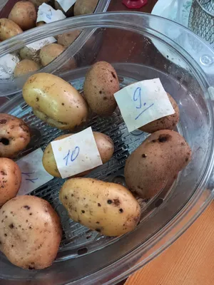 Когда сажать картошку, как избавиться от проволочника и колорадского жука  перед посадкой: лучшие сорта картофеля, удобрения - 15 апреля 2023 - НГС