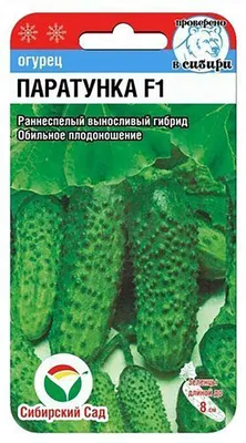Специалисты советуют, что нужно учитывать при выборе семян картофеля.  Красноярский рабочий